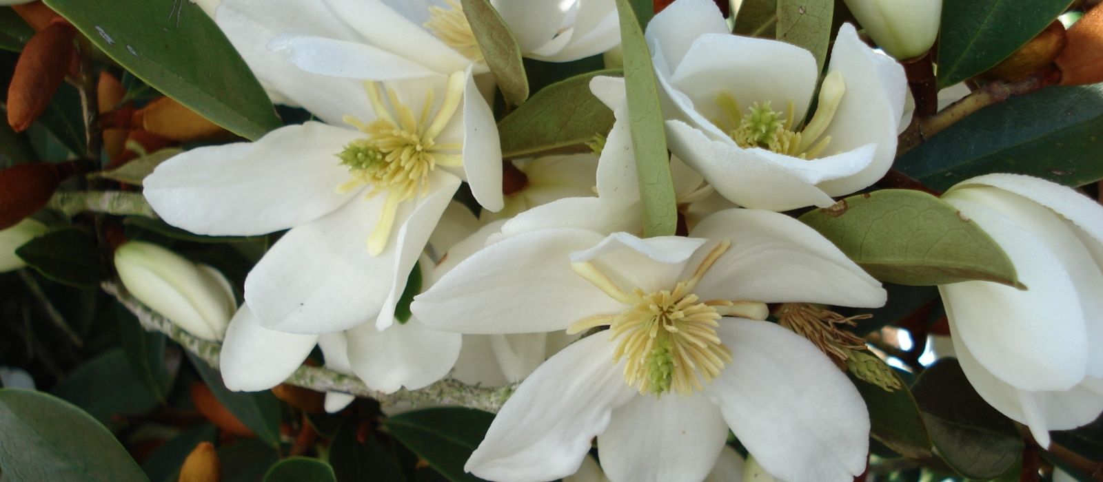 Growing Michelia Growing Michelia