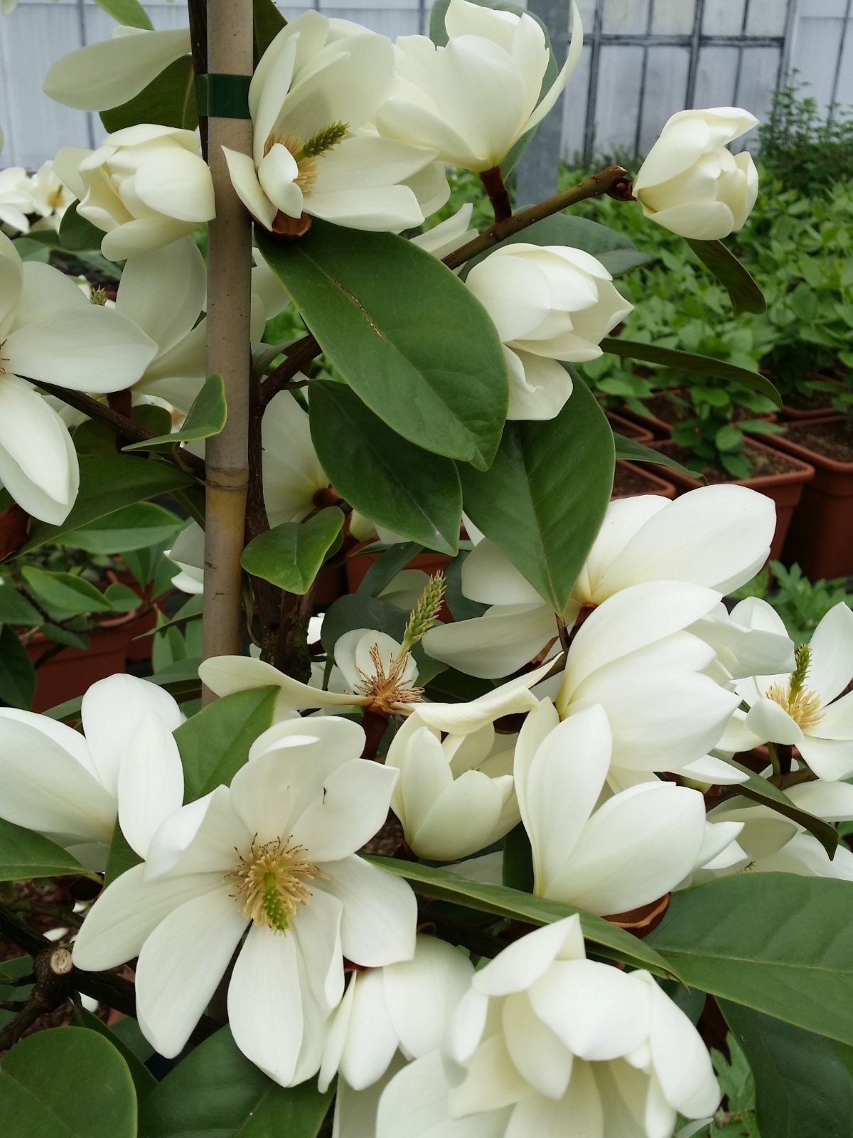 Growing Michelia