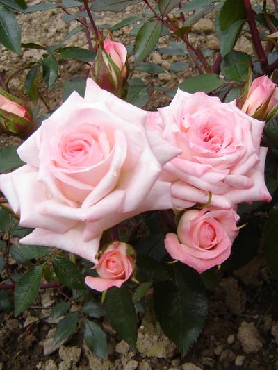 Oderings new seasons patio bush roses to arrive June/July 2014.