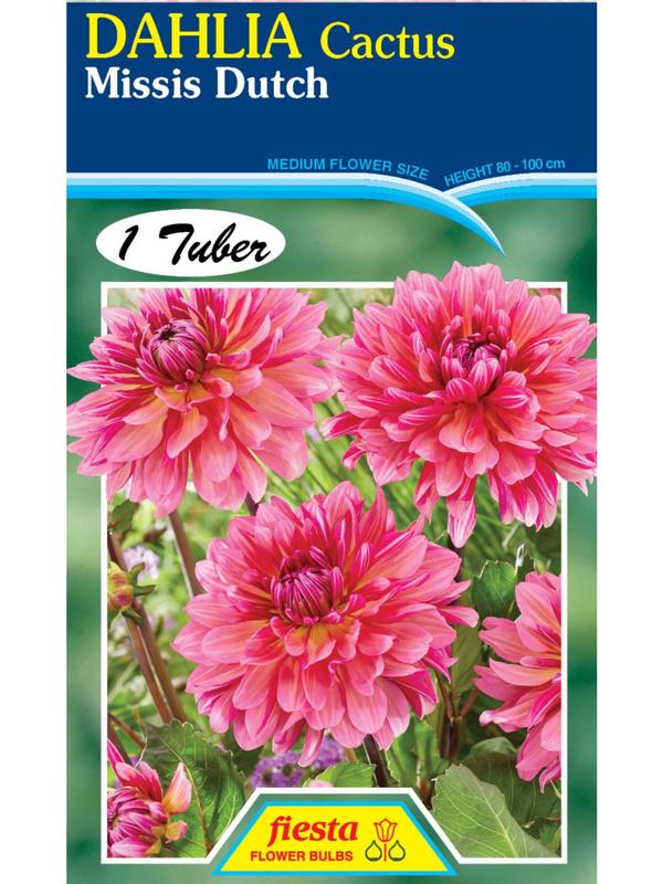 Dahlia Missis Dutch