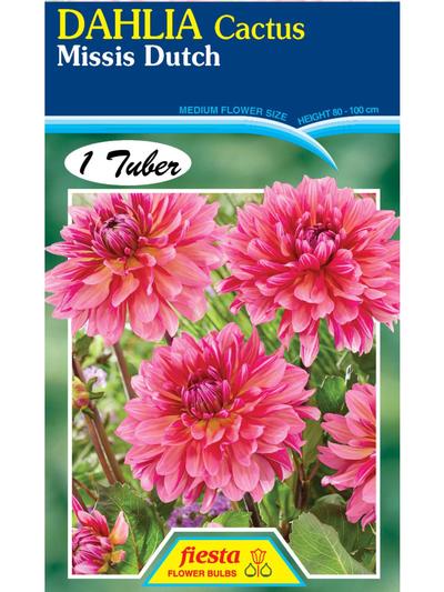 Dahlia Missis Dutch Dahlia Missis Dutch
