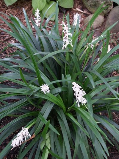 Ophiopogon Japonicus 