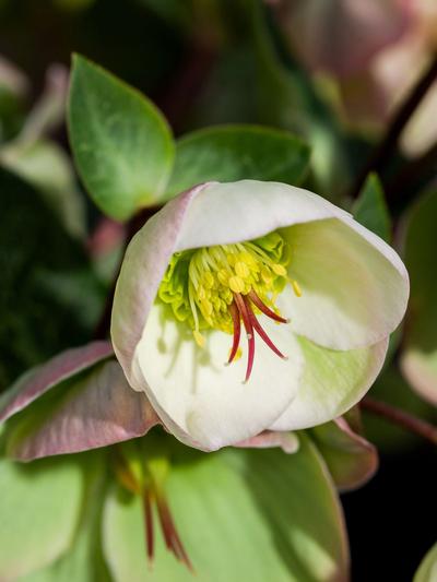 Helleborus Moondance 