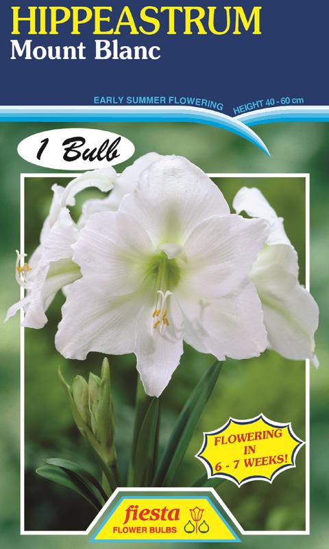 Hippeastrum Mount Blanc