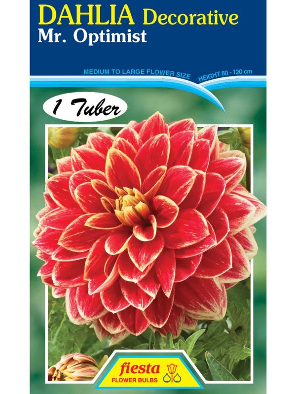 Dahlia Mister Optimist