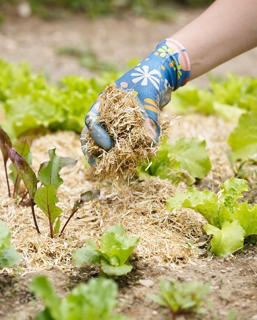 Gardening Guide, veggie garden tips, diy veggie garden