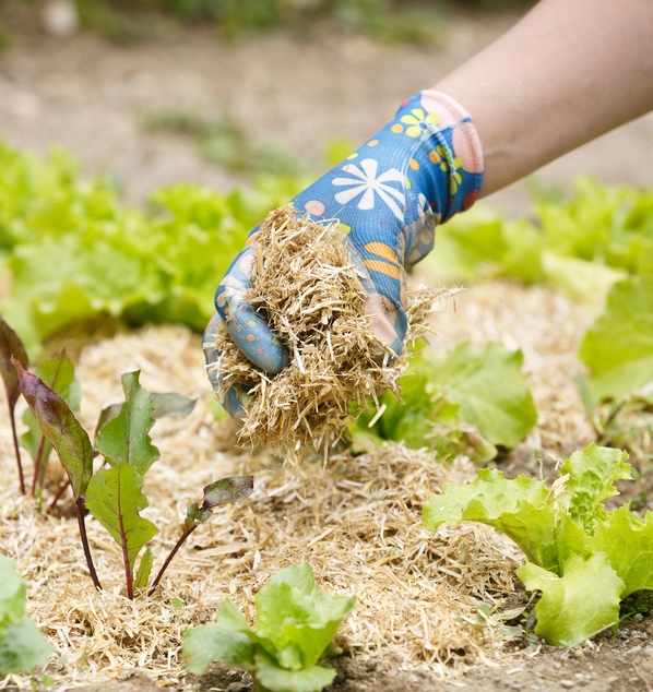 Watering and Mulching, water efficiently