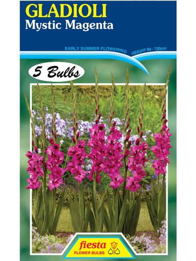 Gladioli Mystic Magenta