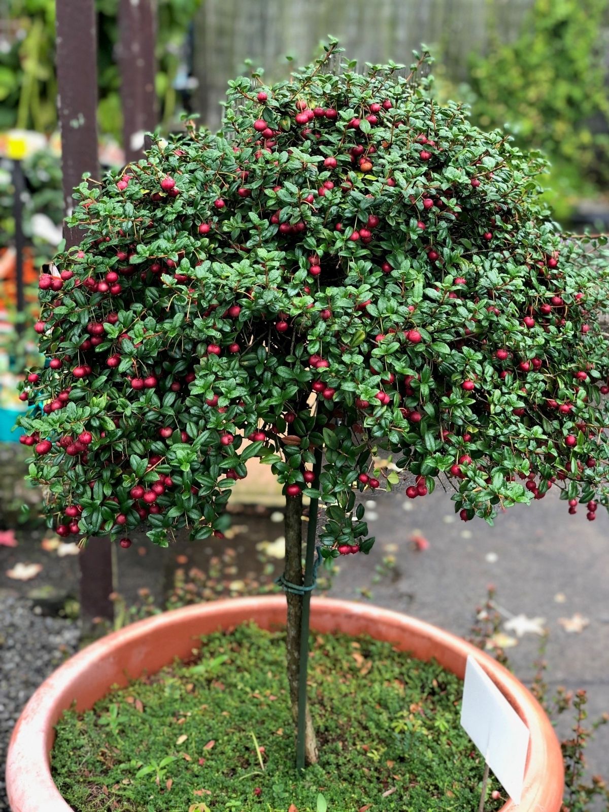 NZ Cranberry - Myrtus Ugni