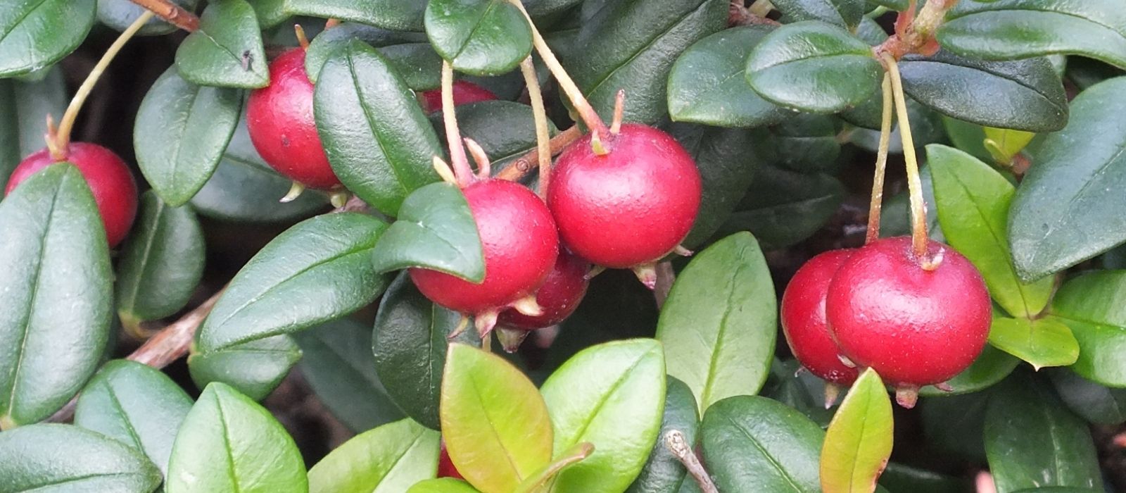 NZ Cranberry - Myrtus Ugni