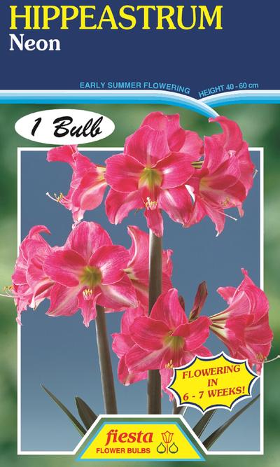 Hippeastrum Neon