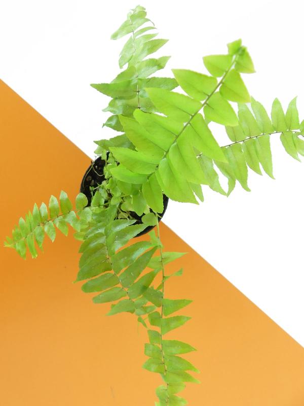 Nephrolepis Macho Fern