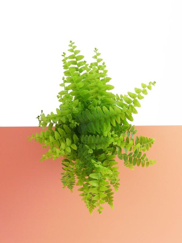 Nephrolepis Nevada Fern