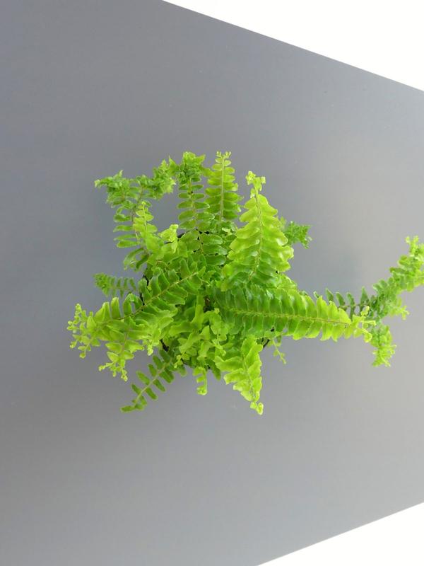 Nephrolepis Petticoat Fern
