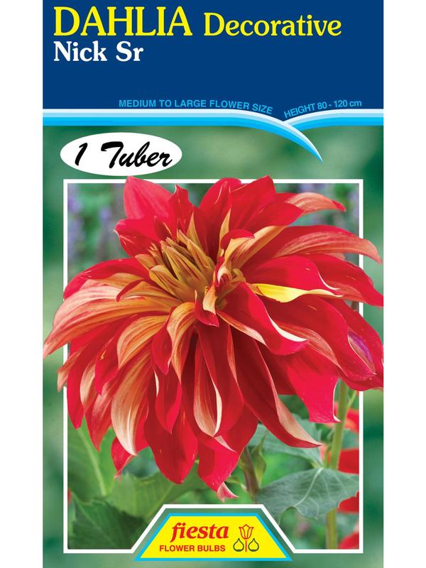 Dahlia Nick Sr