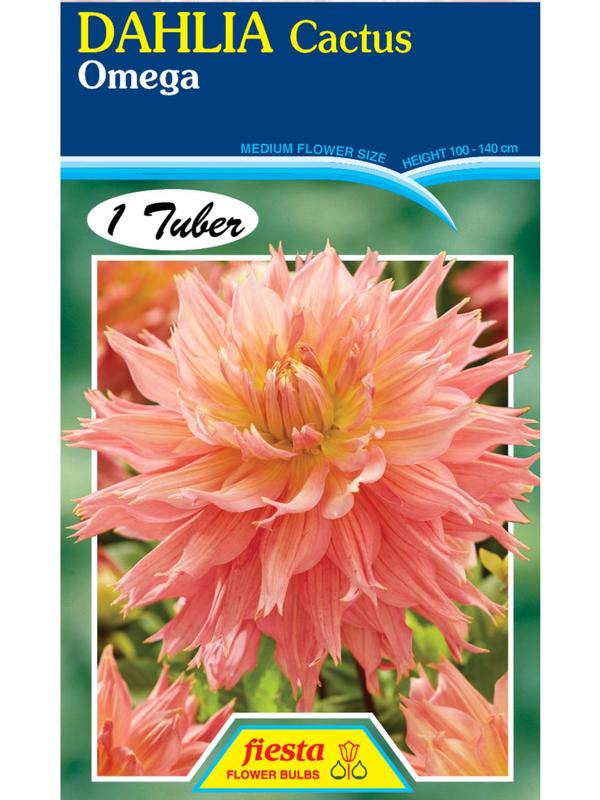Dahlia Omega