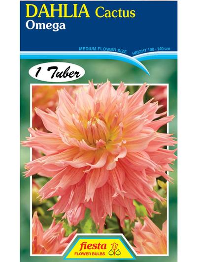 Dahlia Omega Dahlia Omega
