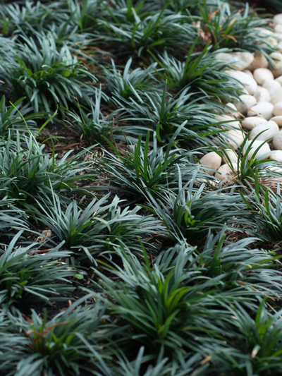 Ophiopogon Nana Mondo