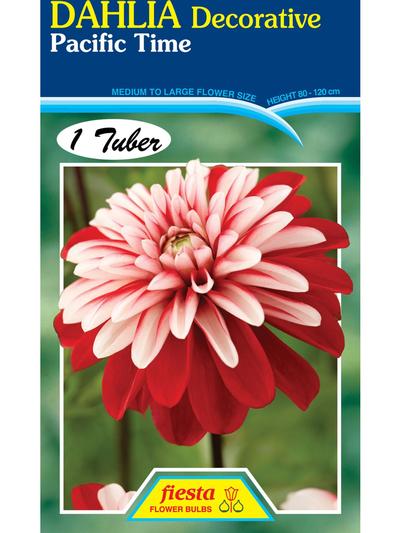 Dahlia Pacific Time