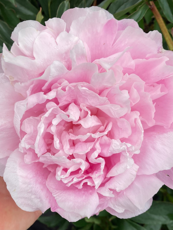 Paeony Dinner Plate