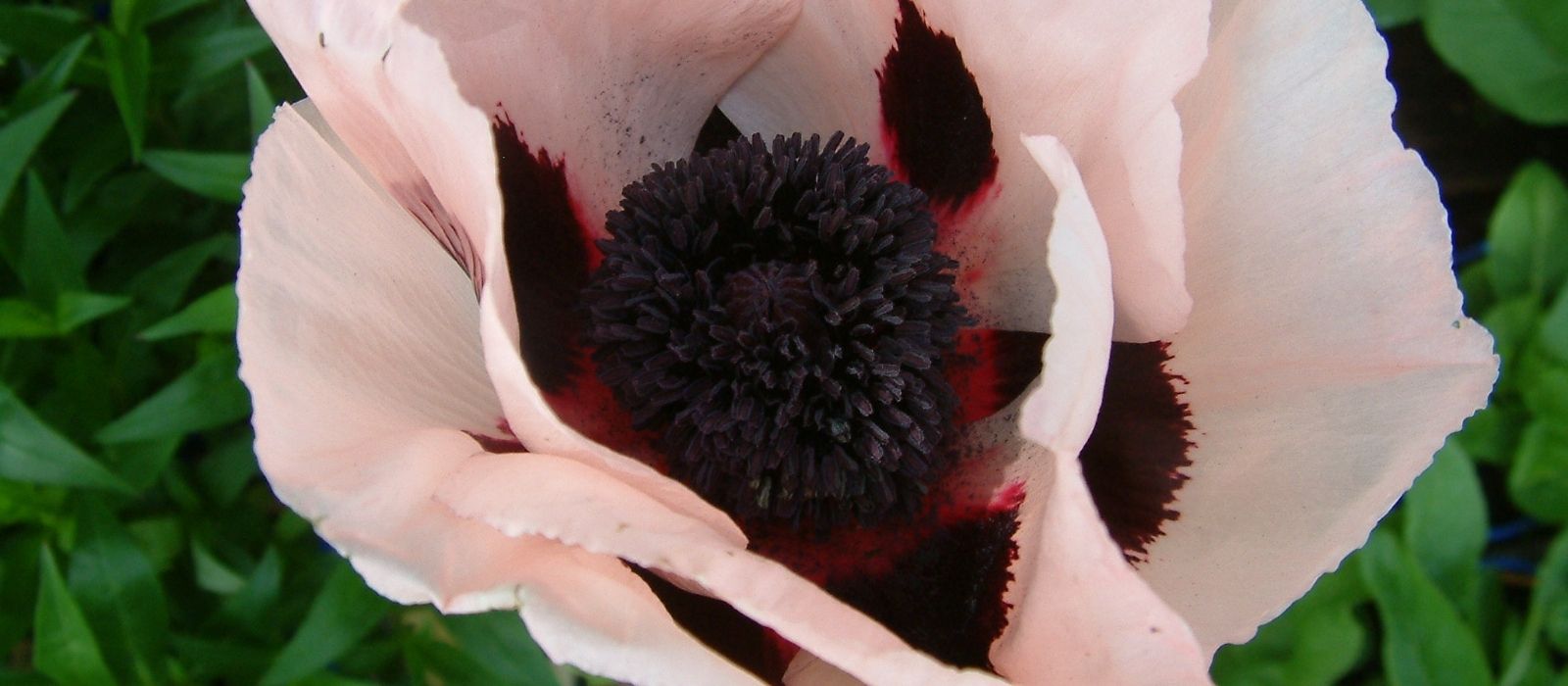 Papaver – The Oriental Poppy Papaver – The Oriental Poppy