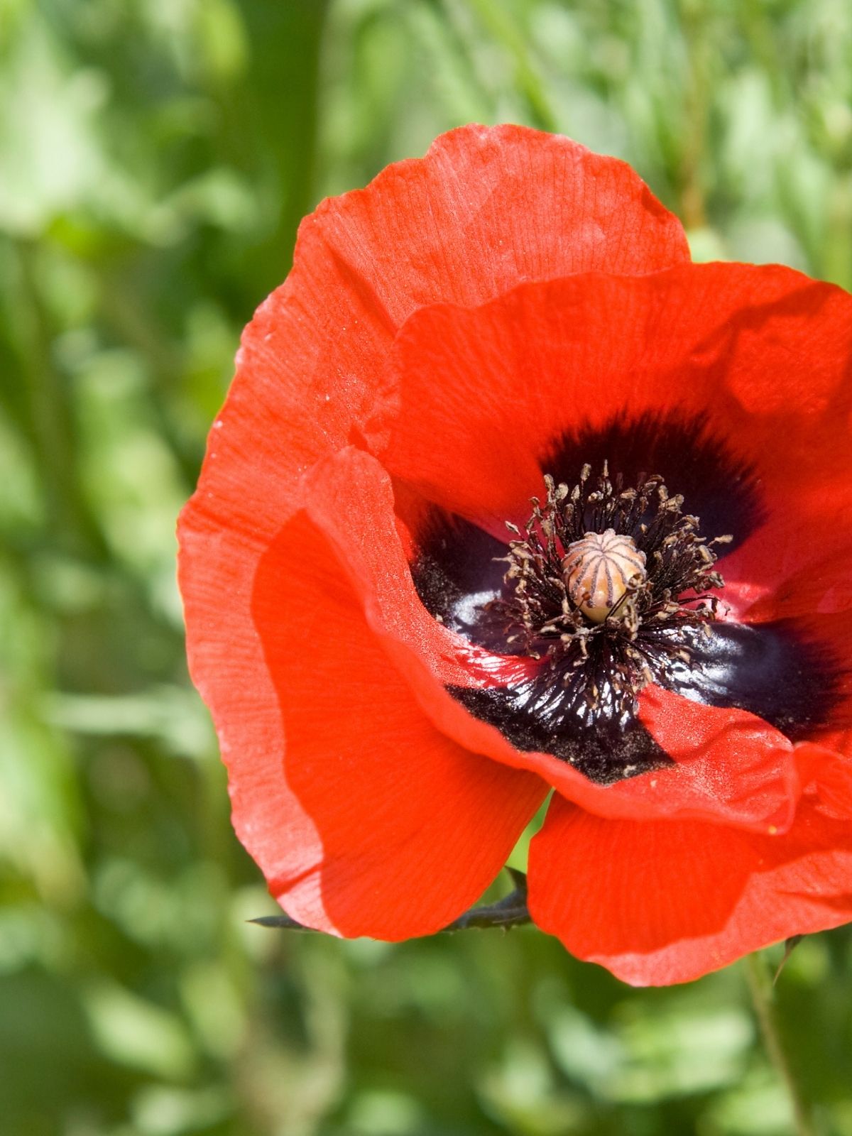 Papaver – The Oriental Poppy