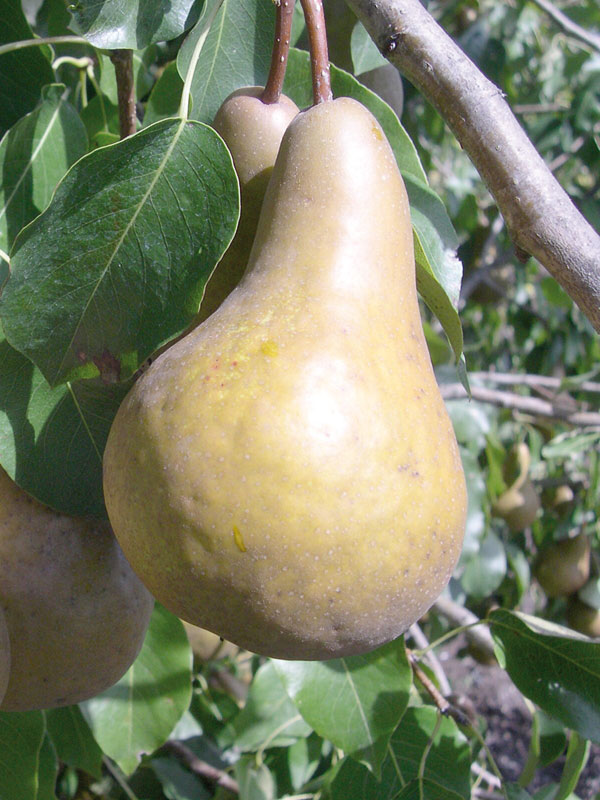 Oderings Garden Centre Fruit Tree Pear Taylor’s Gold/Beurre Bosc