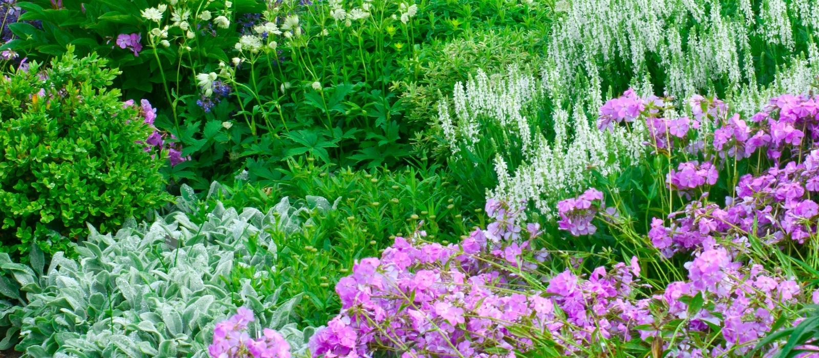 Perennials – Divide and Conquer Perennials – Divide and Conquer