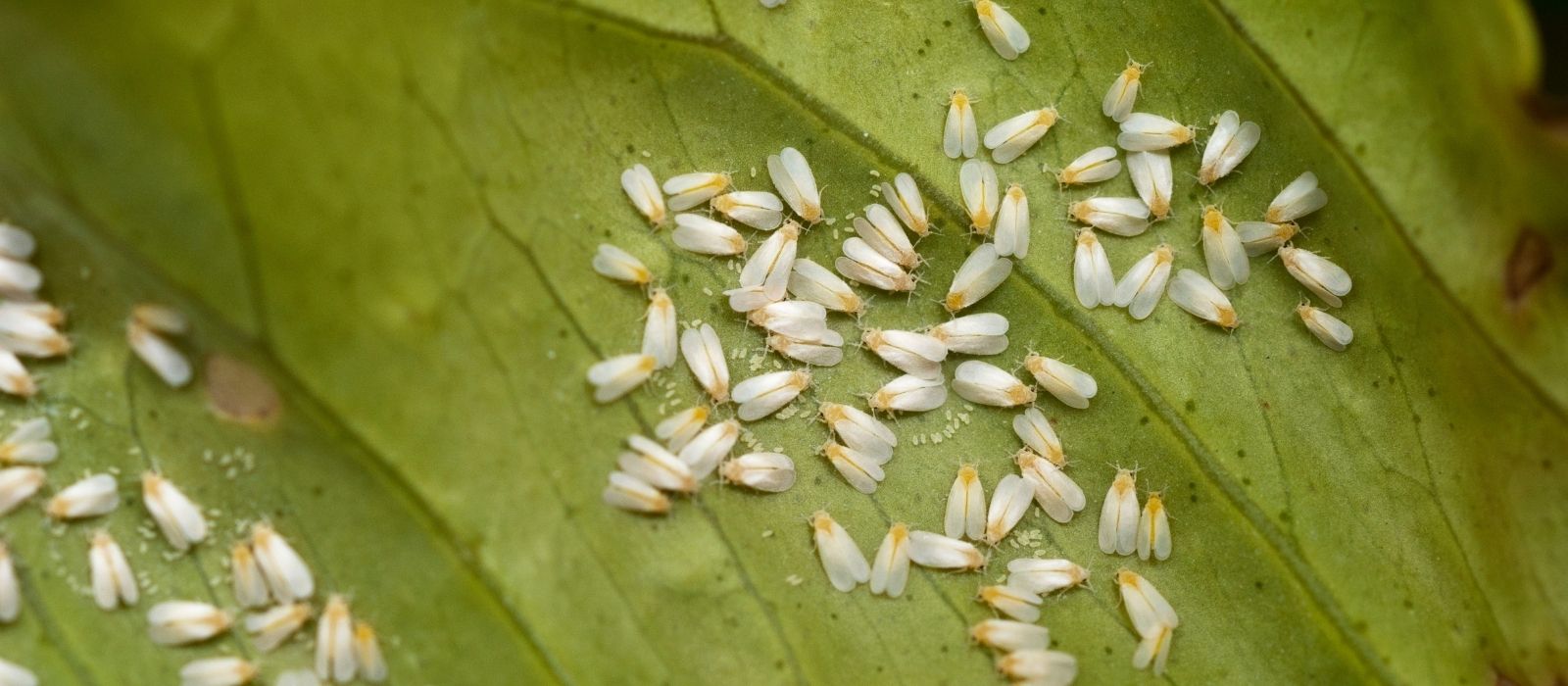 Dealing with Garden Insects