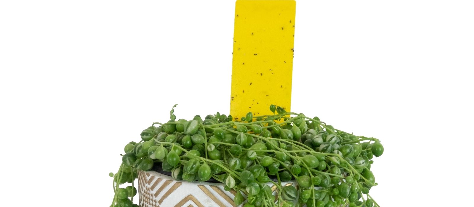 Dealing with Fungus Gnats in Houseplants Dealing with Fungus Gnats in Houseplants