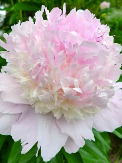 Paeony Petticoat Flounce