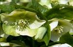 Helleborus care, Helleborus maintenance