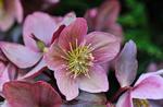 Helleborus care, Helleborus maintenance