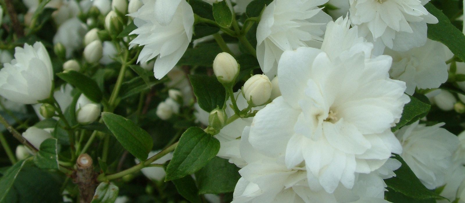 Philadelphus - Mock Orange Philadelphus - Mock Orange