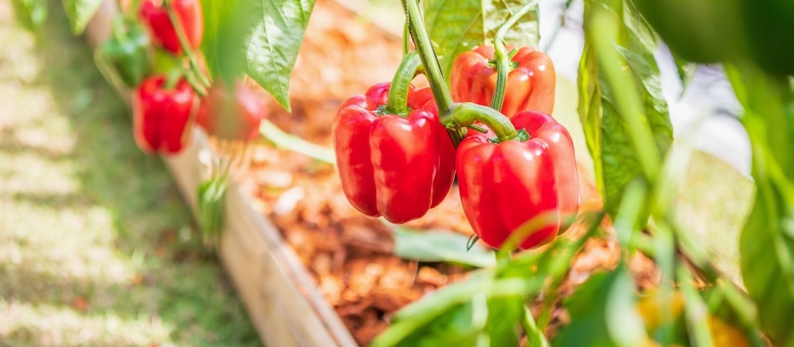 Chillies and Peppers Chillies and Peppers