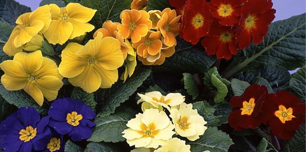 Polyanthus, Potted Colour