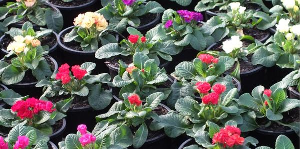 potted colour, grown by us