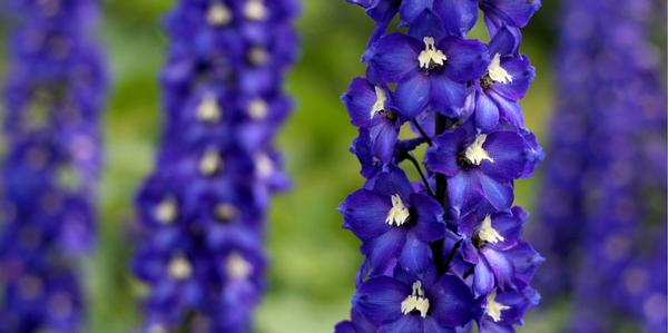 Delphinium, perennial Delphinium