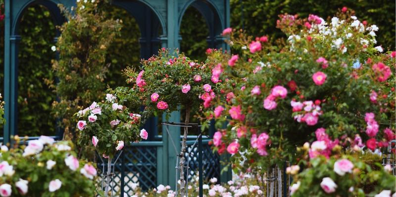 Normal Roses Oderings new seasons Patio Standard Roses roses to arrive June/July 2018.