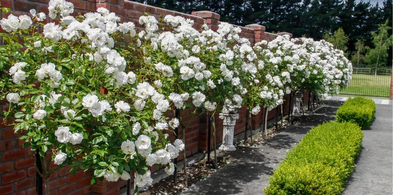 Oderings Garden Centre | Roses - Standard Roses