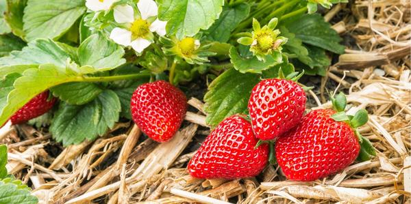 Strawberries Loose