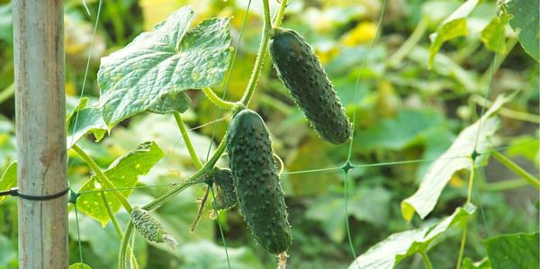 cucurbits, Seedlings