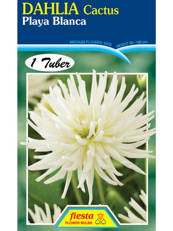 Dahlia Playa Blanca