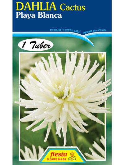Dahlia Playa Blanca