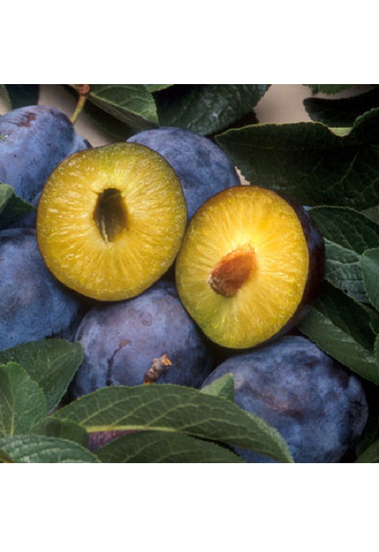 Oderings Garden Centre Fruit Tree Plum Black Amber