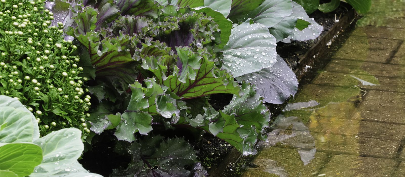 Banner Image Banner Image