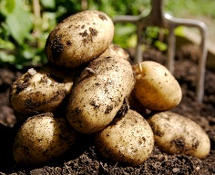 potatoes, so easy to grow