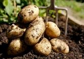 Seed, Potatoes,