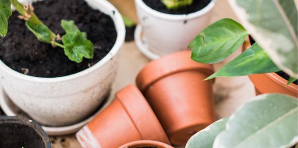 Indoor, Pots