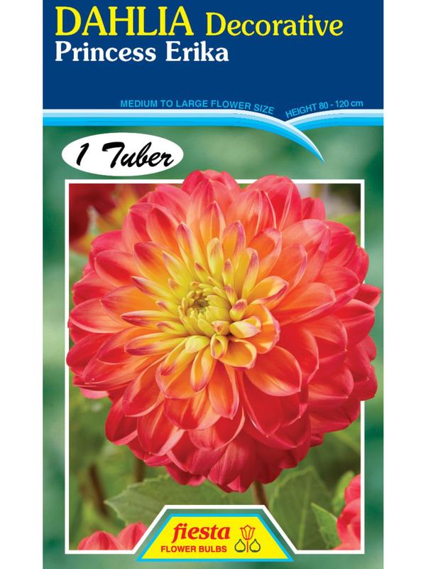 Dahlia Princess Erika